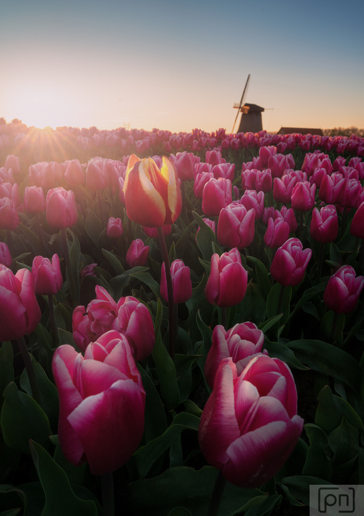 Tulips Netherlands | Die Niederlande sind auch bekannt für ihre farbenfrohen Tulpenfelder, die im Frühling in leuchtenden Farben erblühen und einen bezaubernden Anblick bieten. Entdecken Sie die einzigartigen Orte und Wahrzeichen wie den Keukenhof, der als der schönste Frühlingsgarten der Welt gilt, und den berühmten Binnenhof in Den Haag, der das politische Herz des Landes darstellt.