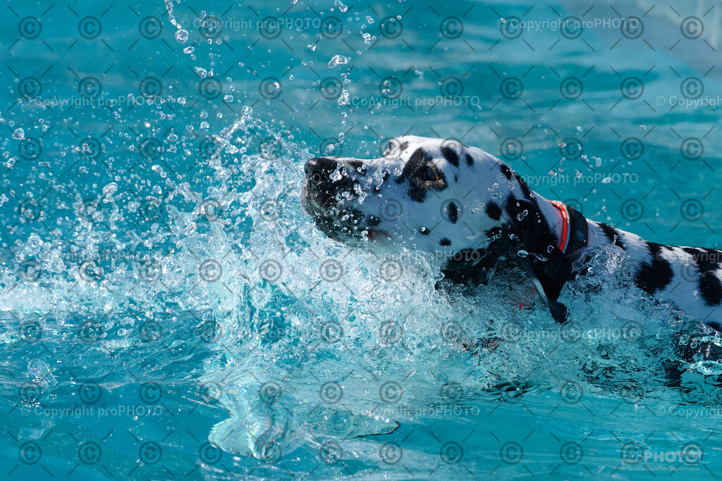 155_202509_4Hundebadetag_NZ9_2656 | proPHOTO - Realisiert mit Pictrs.com