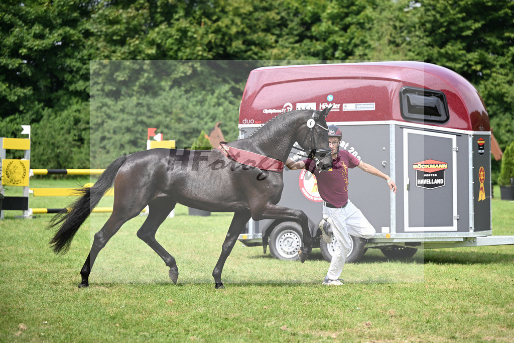 Kat-Nr. 4 Zoraya v. Zackerey_Gestuet Greim_27150724 | hf-fotografie - Realizzato con Pictrs.com