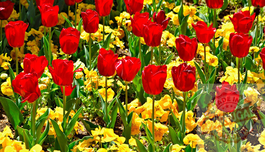 Red tulips blooming in spring garden with yellow pansies | Beautiful red tulips and yellow pansies growing in a sunny garden in springtime - Realized with Pictrs.com
