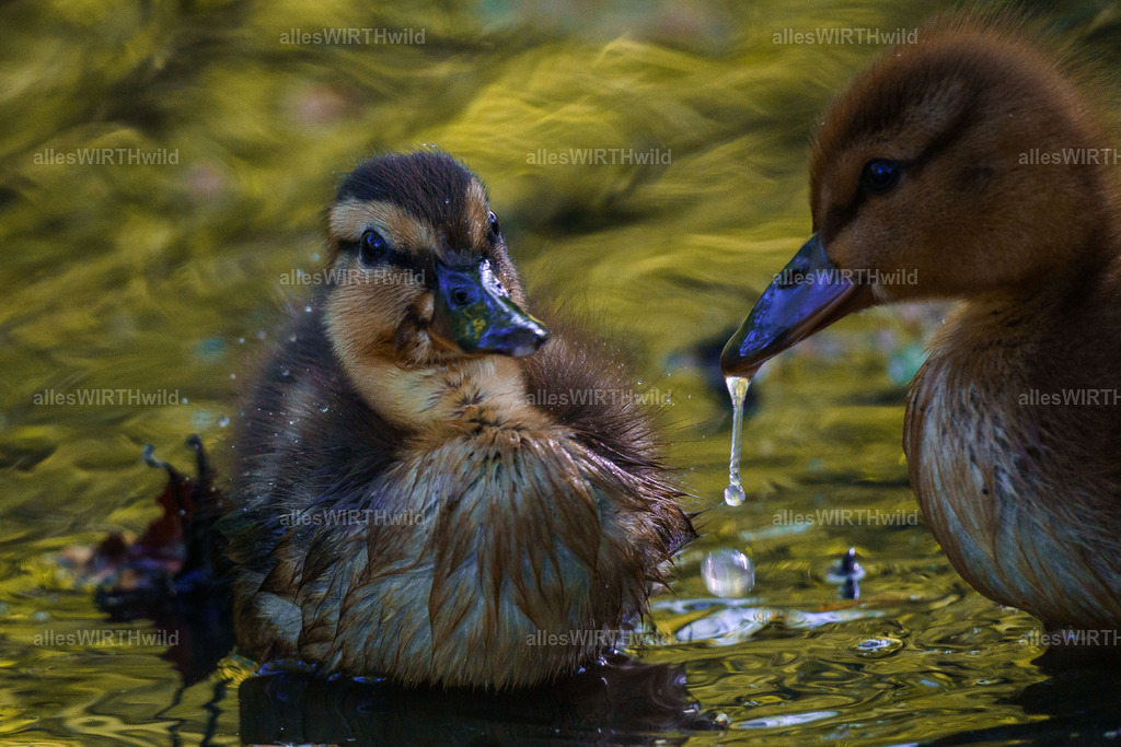 Daniel Wirth - www.allesWIRTHwild.de -DSC08513 | Entdecke die faszinierende Welt der Natur- und Wildlife-Fotografie von Daniel und Bärbel. Inspirierende Bilder von wilden Tieren und kleinen Naturwundern.
