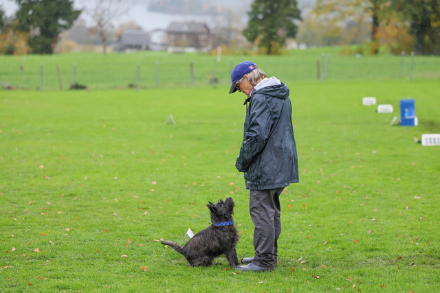 2025_Rally_Obedience_SM-21 | Ich fotografiere Hundeausstellungen, Sportanlässe, Zuchtstätten, Hundezucht, Hundeportrait, Lagotto - Realisiert mit Pictrs.com