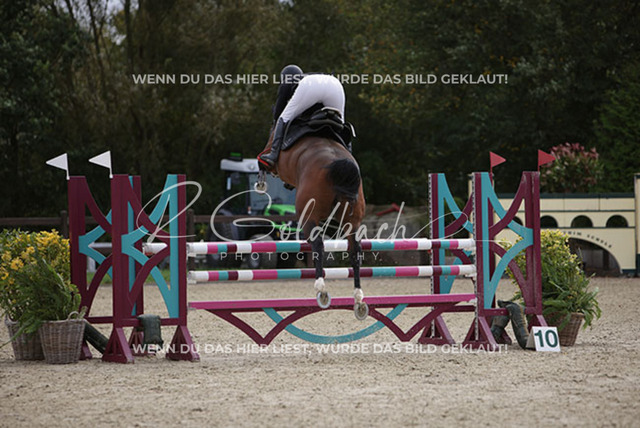 1J2A0789Britta Braunert_ Convolto PS_ Kn289_ Havekost | Foto- und Videografie für alles rund ums Pferd. Hochwertige Bilder und Videos vom Spring- und Dressurreiten, Voltigieren & mehr. Jetzt aktuelle Veranstaltungen und Preise im Shop ansehen. - Realisiert mit Pictrs.com