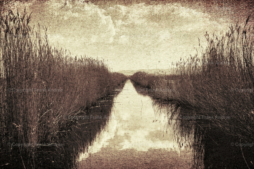 Esperstedter Ried 2 | Mit Schilf umwachsener Wassergraben im Esperstedter Ried. - Realisiert mit Pictrs.com