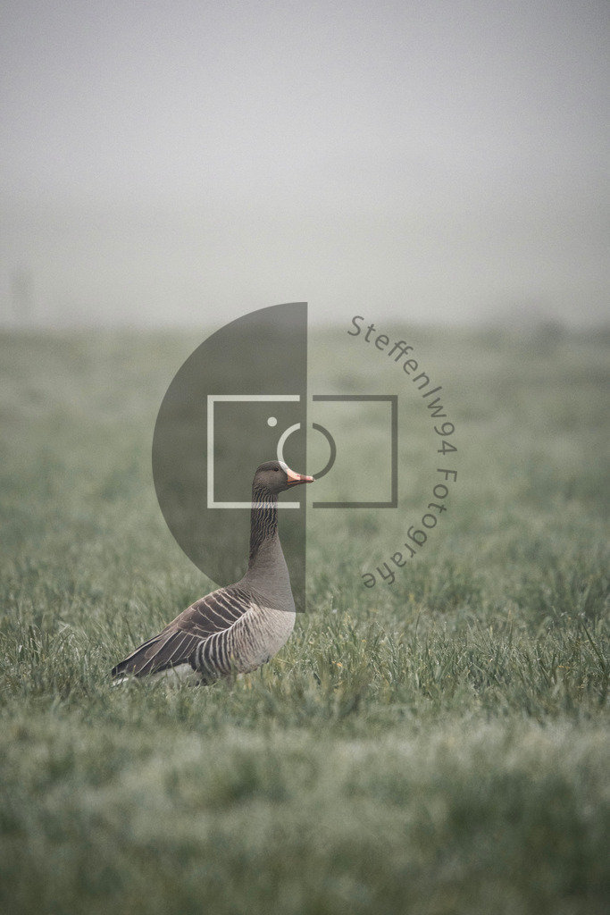 Graugans im Nebel Wandbild | Ich bin Fotograf und auf meiner Webseite hast du die Möglichkeit meine fotografie als Wandbilder druckfertig für dein Zuhause zu bestellten. - Realisiert mit Pictrs.com