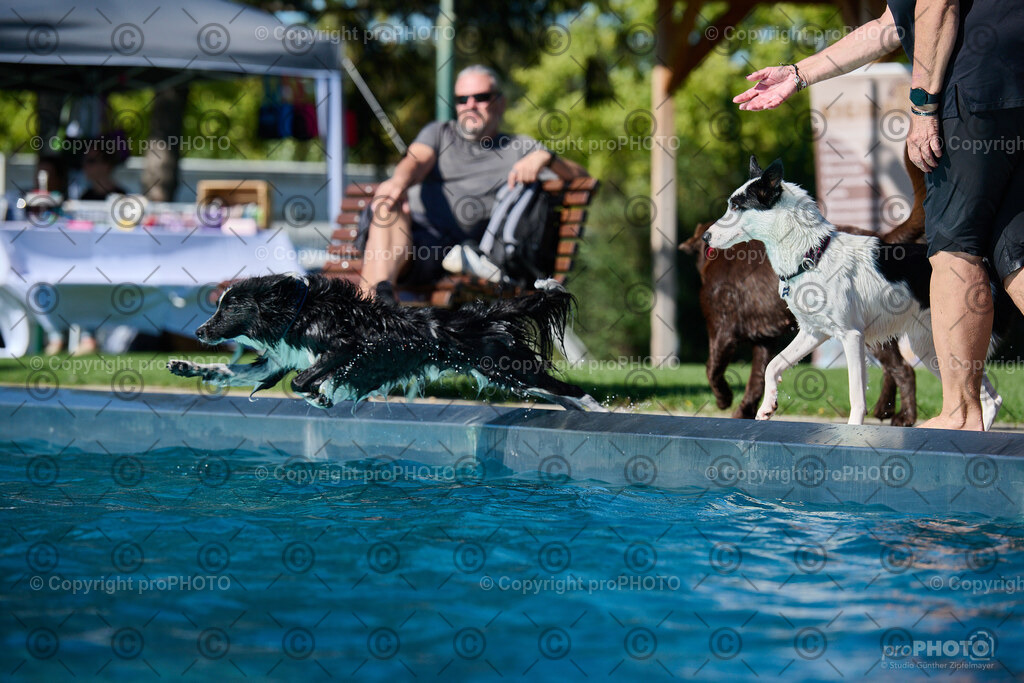 029_202509_4Hundebadetag_NZ9_2128 | proPHOTO - Realisiert mit Pictrs.com