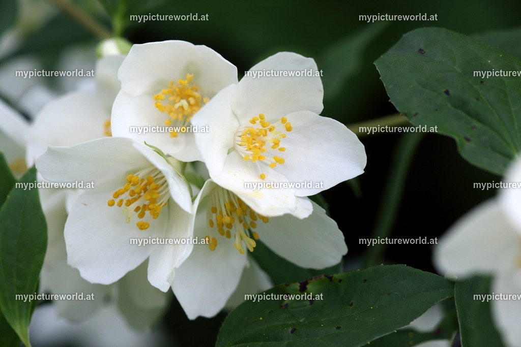 Bauernjasmin-001 | Das Bilderarchiv über Tiere, Planzen und Landschaften. In der Bilddatenbank finden Sie ein große Auswahl an hochwertigen Bilder für Ihre Werbung - Realisiert mit Pictrs.com
