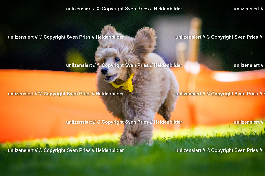 Sven Pries | 2025-08-10 - Hunderennen Durlach - Realisiert mit Pictrs.com