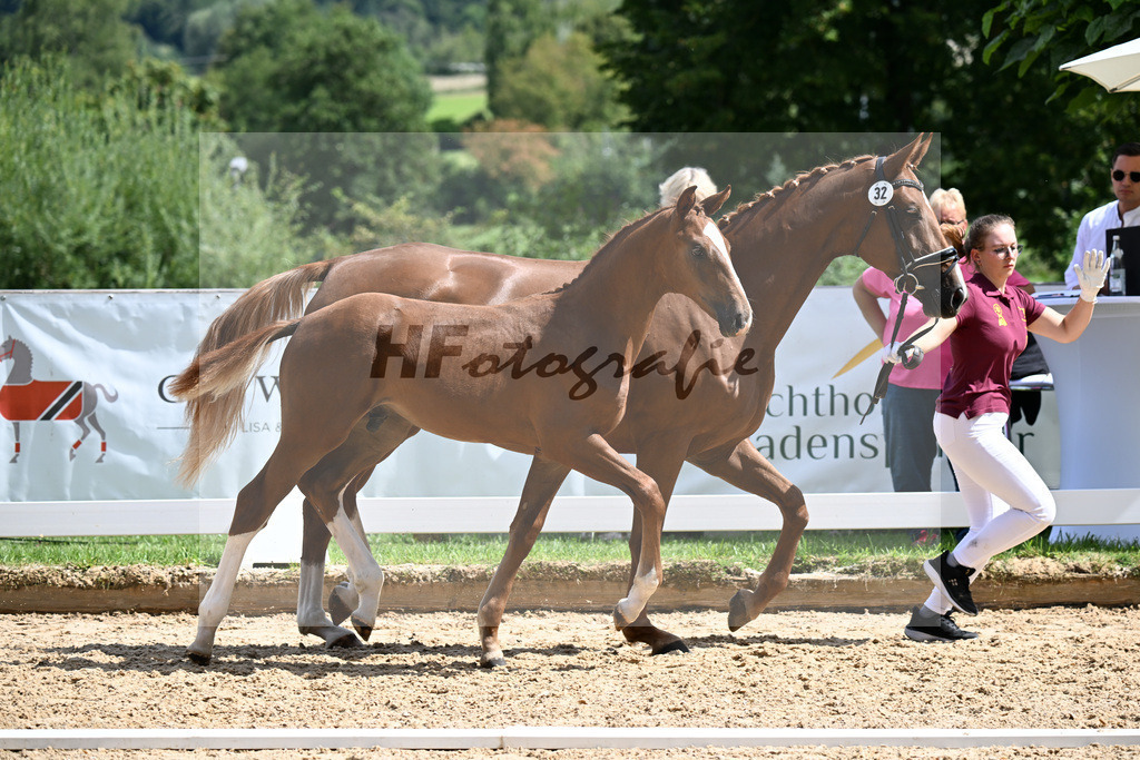 Kat-Nr. 32 Va Bene x De Niro_HF_Kornes_29250962 | hf-fotografie - Realizzato con Pictrs.com