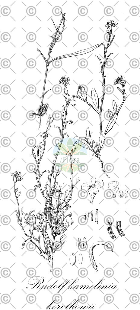 HistAbb_wfo-0000402072_1_ENZY_Simple | Historische Abbildung von Rudolf-kamelinia korolkowii - Brassicaceae | Historical Illustration of Rudolf-kamelinia korolkowii - Brassicaceae