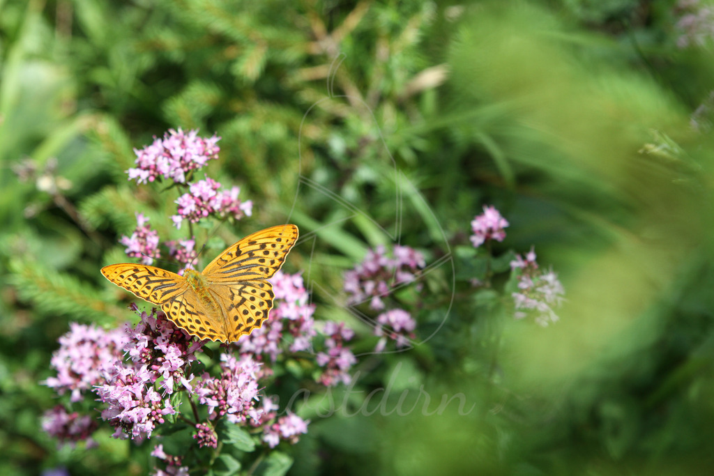 Schmetterling | Bei Veröffentlichung des Bildes ist eine Namensnennung wie folgt erforderlich: 
Foto: Mostdirn Irmgard Wieser
 - Realisiert mit Pictrs.com