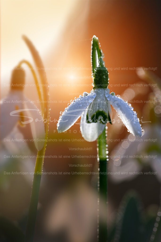 Tropfenglöckchen am Morgen | ein über und über mit tau benetztes schneeglöcken - Realisiert mit Pictrs.com