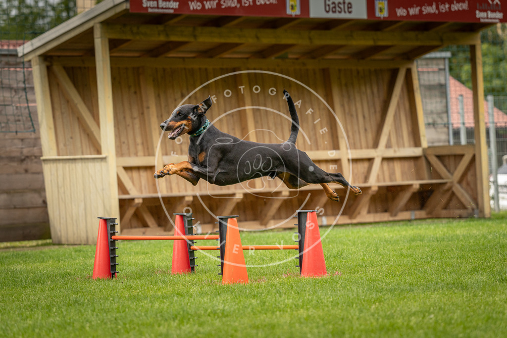 Pfotenfotografie_DV3A1450 | Hundefotografie, Tierfotograf, Pfotenfotografie, Fotoshooting Hund, Hunde Portrait, Hundesport, Hundeportraits, Heideshooting, Hunde, Sportfotograf, Hundefotograf, Turnierhundsport, THS,  - Realisiert mit Pictrs.com