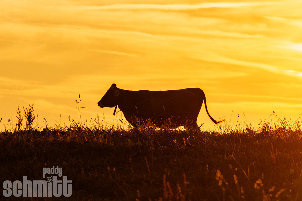 PS-Tiere-2026-66 | Entdecke die größte Bildgalerie der Region mit Fotografien aus dem Allgäu, der Bodenseeregion, Oberschwaben, dem Donautal und der Schwäbischen Alb. Landschaften, Luftaufnahmen und Reisefotografie als Wandbild und Fotokunst. - Realisiert mit Pictrs.com