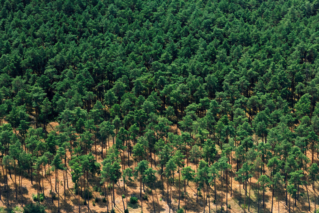 dr__0043299.jpg | REESDORF 20.07.2024 Forstgebiete in einem Waldgebiet mit märkischer Kiefer an der Straße Ausbau in Reesdorf im Bundesland Brandenburg, Deutschland. // Forest areas in with Brandenburg pine on street Ausbau in Reesdorf in the state Brandenburg, Germany. Foto: Daniel Reiter