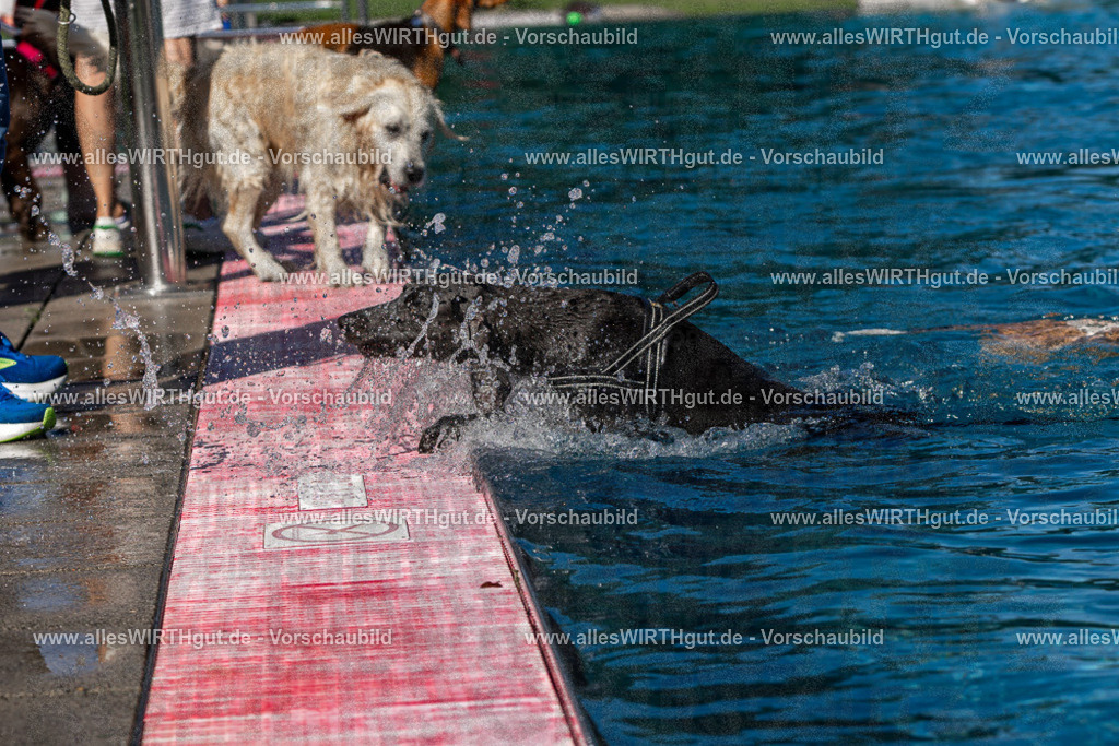 Hundeschwimmen_Volksbad_2026-allesWIRTHgut_Tierfotografie-2609061138-FAY06275 | Professionelle Tierfotografie in Mönchengladbach von Daniel Wirth (allesWIRTHgut). Liebevolle & natürliche Bilder von Hunden & Katzen für unvergessliche Erinnerungen.