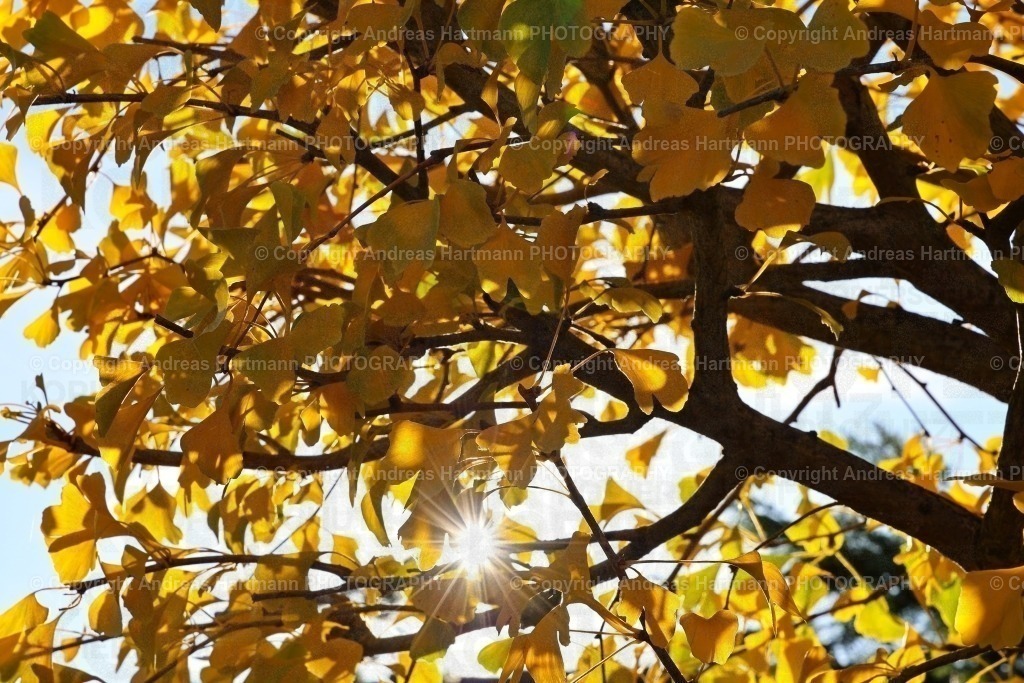 Sonnenstrahl im Gingkobaum | Sonnenstrahl im Gingkobaum - Realisiert mit Pictrs.com