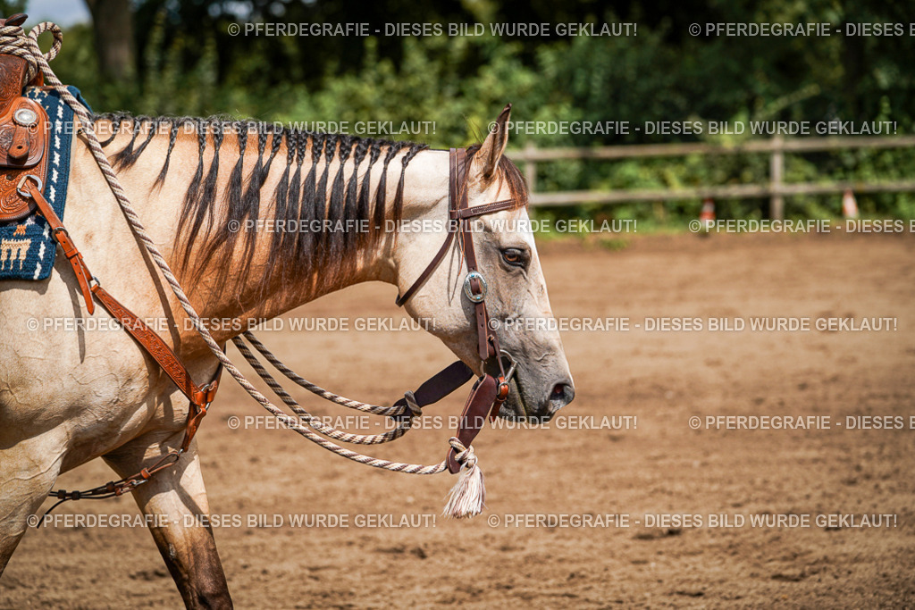 DSC07458 | Pferdegrafie