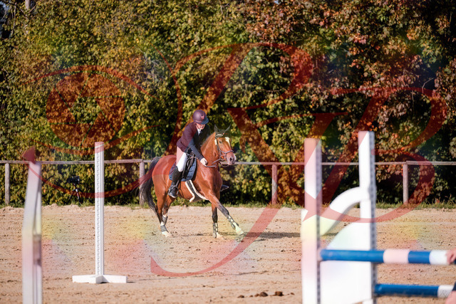 2026_10_03_Siefer-Hof_155402_Z81_74071473 | Professionelle Reitsport-, Turnier- und Eventfotografie von Robert Broda. Galerien mit ausgewählten und bearbeiteten Bildern direkt online ansehen und bestellen.