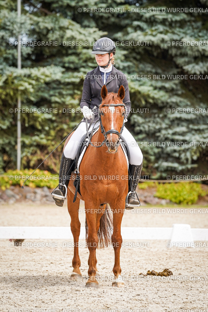 DSC04528 | Pferdegrafie