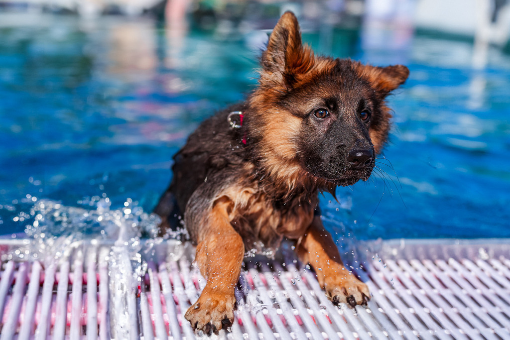 allesWIRTHgut Tierfotografie - 1102-FAY02448 | Professionelle Tierfotografie in Mönchengladbach von Daniel Wirth (allesWIRTHgut). Liebevolle & natürliche Bilder von Hunden & Katzen für unvergessliche Erinnerungen.