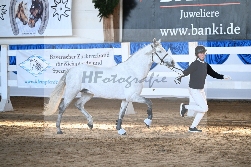 Kat-Nr. 11 Copperbeech Harrison v. Bunowen Paddy_ZG Lisberg_9260249 | hf-fotografie - Realisiert mit Pictrs.com