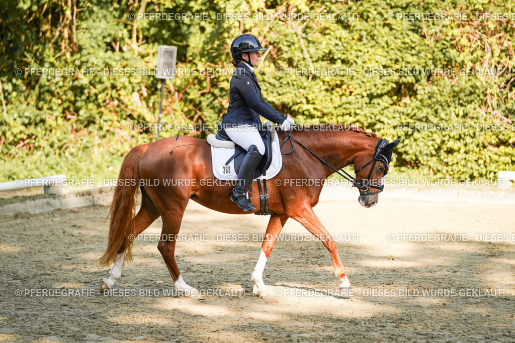 DSC06129 | Pferdegrafie