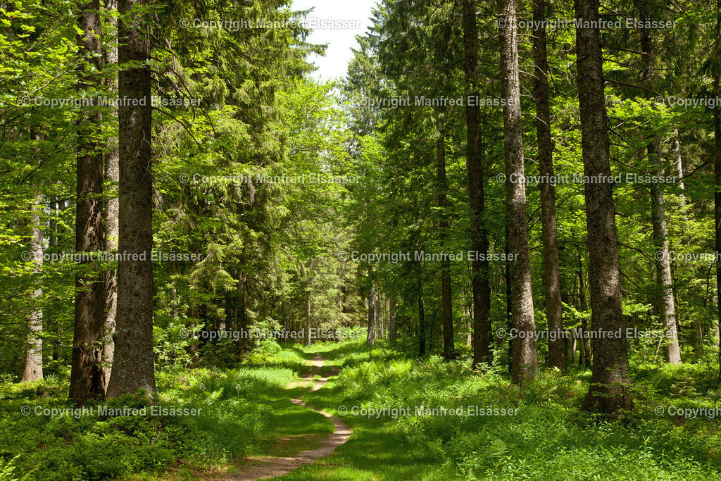 WB-046 | Sommerlicher Mischwald mit Wiesenweg und Sonnenlicht - Realisiert mit Pictrs.com