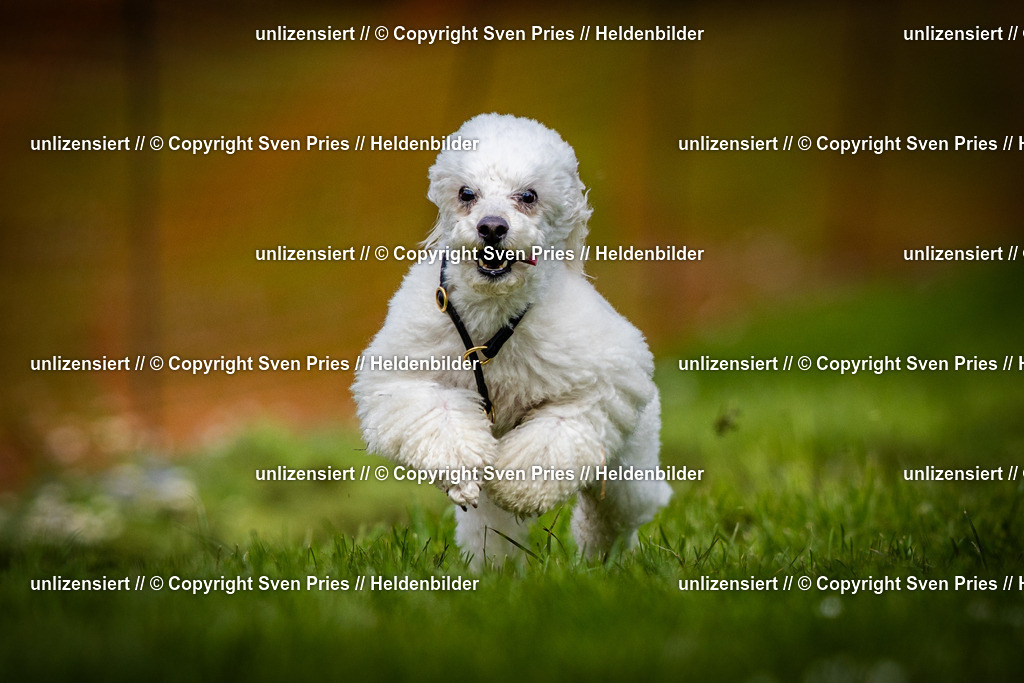 Sven Pries | 2025-04-13 - Hunderennen Baden-Baden - Realisiert mit Pictrs.com