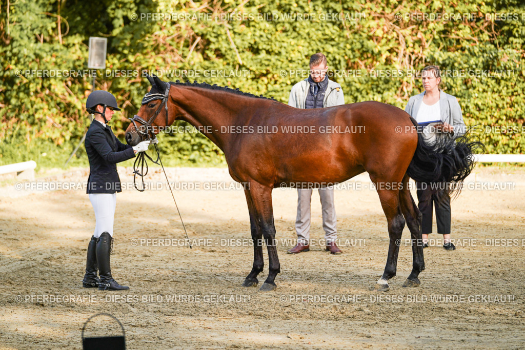 DSC05151 | Pferdegrafie