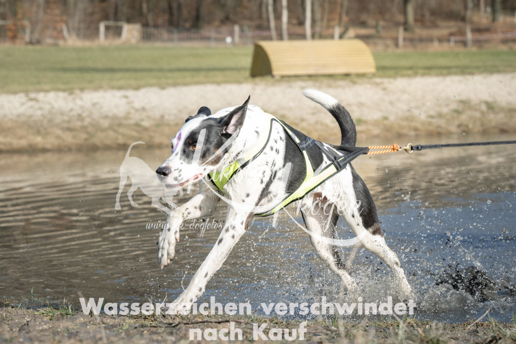 1423_ZZ90380 | kk-dogfotos