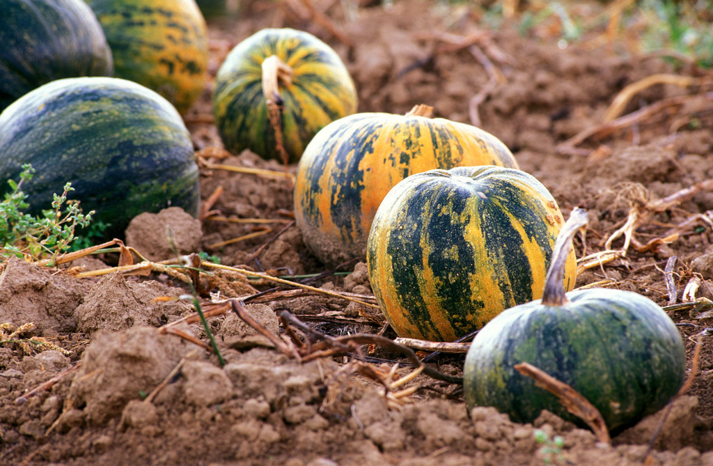 Kürbis im Acker | Austria -  2009: Kürbis im Acker. - Realisiert mit Pictrs.com