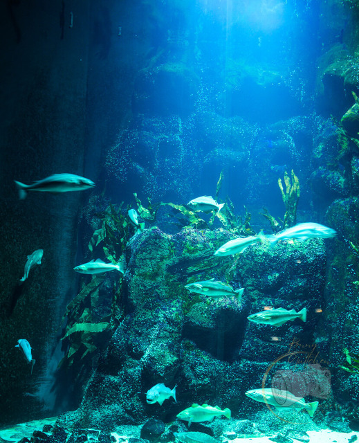 _DSC1312 | Shop für Prints Landschaftsfotografie Sächsische Schweiz Naturfotografie in Thüringen Fotos vom Findlingspark Nochten Kloster Sankt Marienstern Bilder Festung Königstein PanoramaRhododendronpark Kromlau FotogalerSchleswig-Holstein Küstenlandschaften
