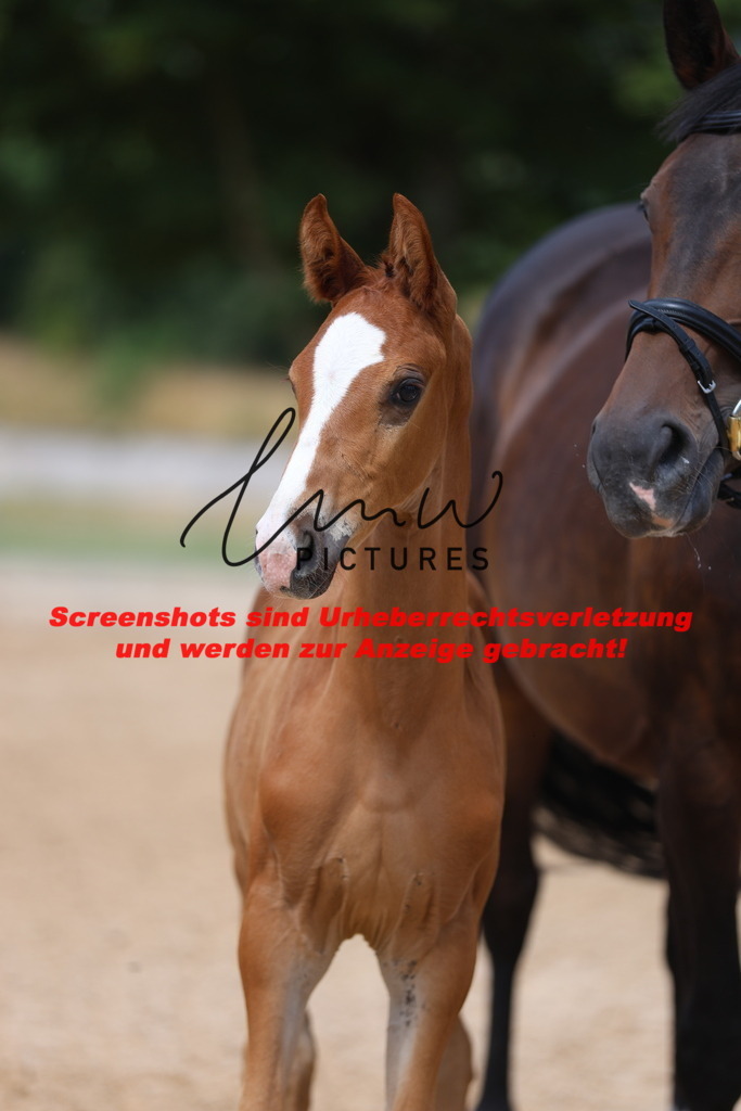 Fohlenschau_Schwäbisch_Hall_dressurbetonte_Fohlen_KN 7_5 | lmwpictures - Realisiert mit Pictrs.com