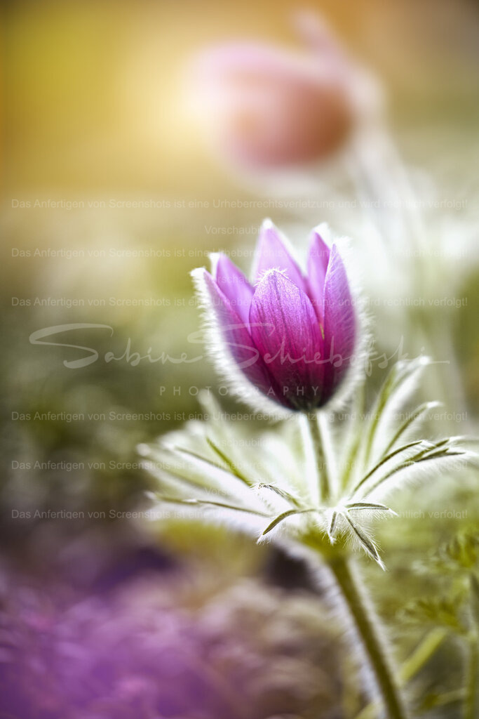 Pulsatilla / Küchenschelle | Exklusive Naturfotografie für stilvolle Wanddekoration ★ Premium Wandbilder Made in Germany ✔️ FineArt Drucke & Downloads ✔️ Brillante Farben, höchste Qualität & weltweiter Versand ✔️ - Realisiert mit Pictrs.com