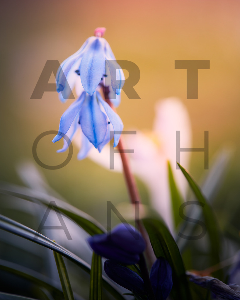 Ein Hans Fineart Original | Entdecke die Kunst von Hans Fineart - Fotografien für dein Zuhause. Verwandle deine Wände mit einzigartigen Kunstwerken und bringe die Schönheit der Welt in dein Leben. Bestelle jetzt und schaffe einen Ort der Inspiration und Eleganz.