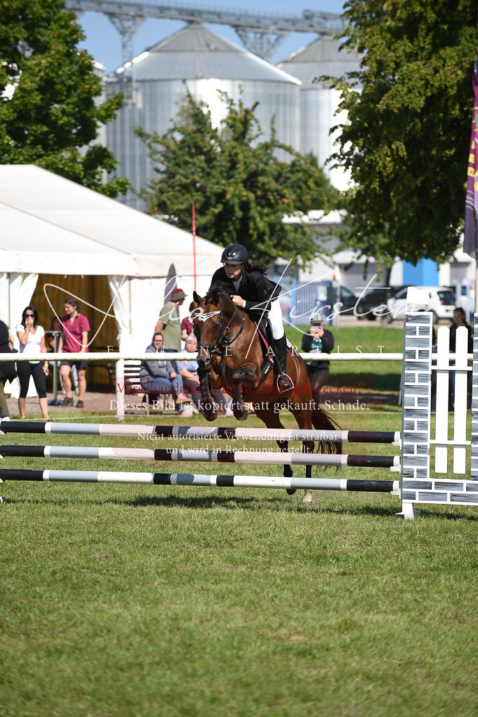 DSC_9255 | Pferde- und Turnierfotografie in Westsachsen. Pferdeportraits, Auftragszeichnungen und intuitive Kunst.