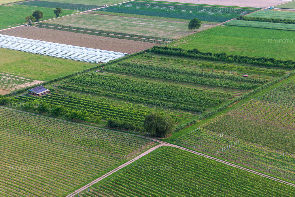 Luftbild: Eier-Meier's Obstplantage im Ortsteil Mühlhofen in Billigheim-Ingenheim im Bundesland Rheinland-Pfalz in Deutschland. Foto: IMG_100561.jpg vom 01.06.2017 durch Werner Riehm/FLY-FOTO.de