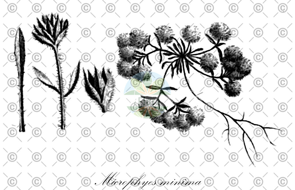 HistAbb_wfo-0000127536_1_ENZY_Simple | Historische Abbildung von Microphyes minima - Caryophyllaceae | Historical Illustration of Microphyes minima - Caryophyllaceae