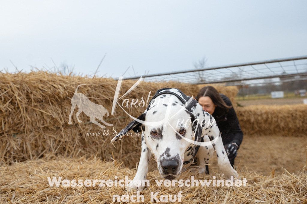 0814_ZZ92250 | kk-dogfotos