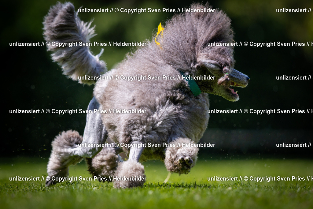 Sven Pries | 2025-08-10 - Hunderennen Durlach - Realisiert mit Pictrs.com