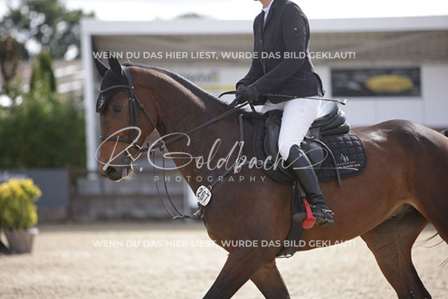 1J2A4721Britta Braunert_ Congettano Blue PS_ Kn267_ Havekost | Foto- und Videografie für alles rund ums Pferd. Hochwertige Bilder und Videos vom Spring- und Dressurreiten, Voltigieren & mehr. Jetzt aktuelle Veranstaltungen und Preise im Shop ansehen. - Realisiert mit Pictrs.com