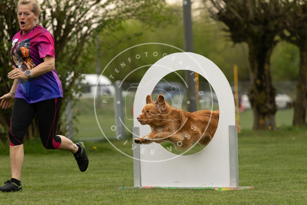 Pfotenfotografie_DV3A9109 | Hundefotografie, Tierfotograf, Pfotenfotografie, Fotoshooting Hund, Hunde Portrait, Hundesport, Hundeportraits, Heideshooting, Hunde, Sportfotograf, Hundefotograf, Turnierhundsport, THS,  - Realisiert mit Pictrs.com