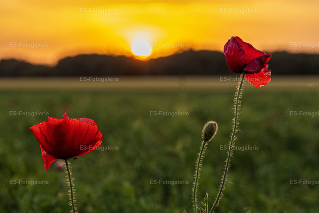 Mohnblumen