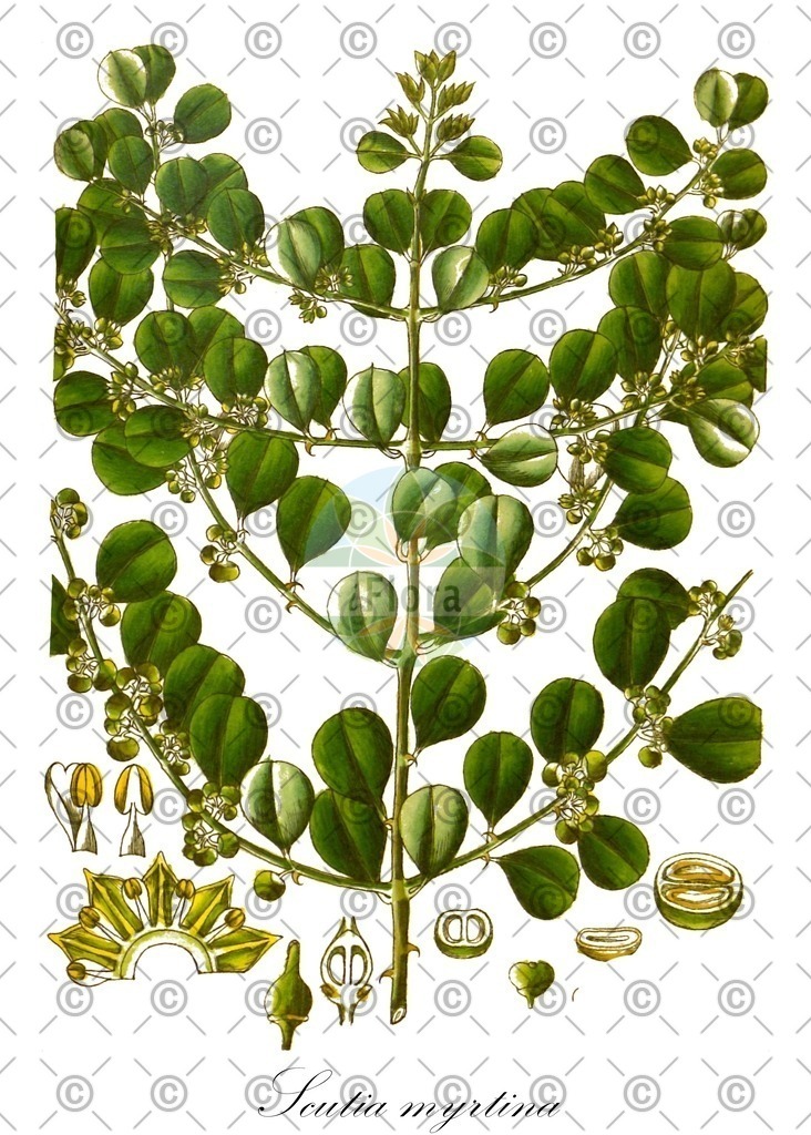 HistAbb_wfo-0000439207_1_ENZY_Simple | Historische Abbildung von Scutia myrtina - Rhamnaceae | Historical Illustration of Scutia myrtina - Rhamnaceae