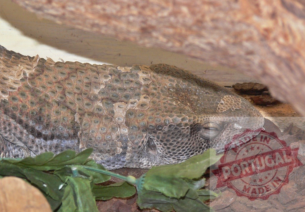 Lizard resting while shedding skin on natural substrate | Lizard body showing scales and molting skin while sleeping in a natural setting - Realized with Pictrs.com