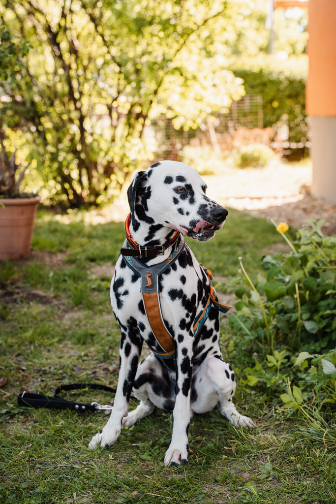 20260426-181 | MuT (Mensch und Tier) mit Mona - Fotografie und Tierkommunikation - Realisiert mit Pictrs.com
