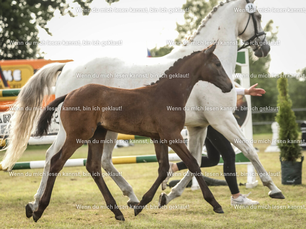 598A2898 | photographylinaismer - Realisiert mit Pictrs.com