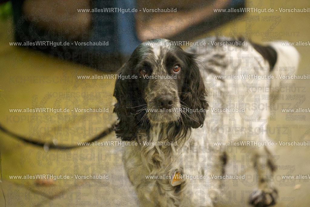 @allesWIRTHgut_Tierfotografie - www.allesWIRTHgut.de - 7R501865 | Professionelle Tierfotografie in Mönchengladbach von Daniel Wirth (allesWIRTHgut). Liebevolle & natürliche Bilder von Hunden & Katzen für unvergessliche Erinnerungen.