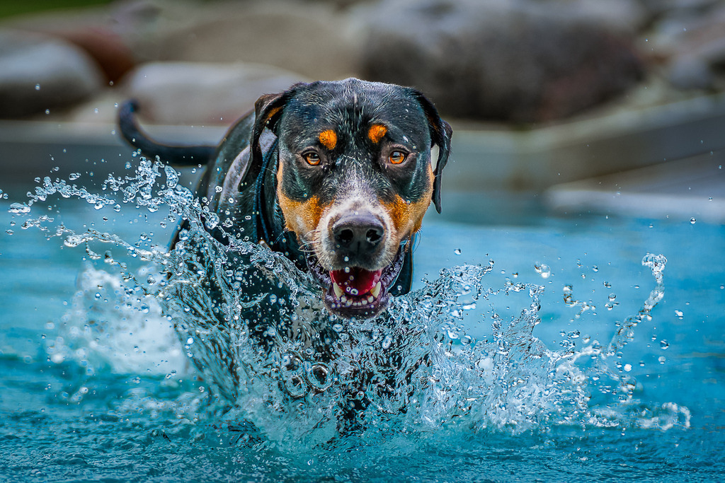 allesWIRTHgut Tierfotografie - 20210926-AWG02199 | Professionelle Tierfotografie in Mönchengladbach von Daniel Wirth (allesWIRTHgut). Liebevolle & natürliche Bilder von Hunden & Katzen für unvergessliche Erinnerungen.